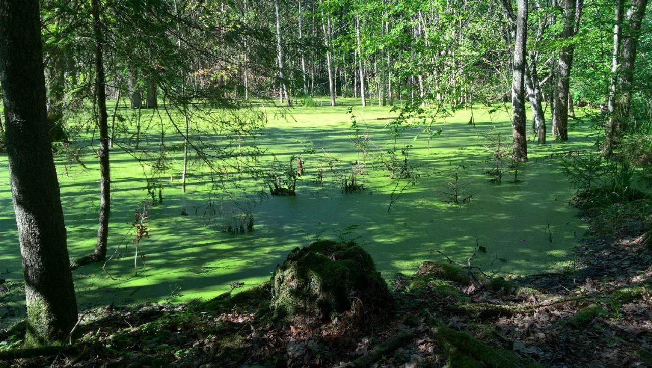 Jablkowo-Na Skraju Puszczy Boreckiej Sniadania W Cenie Яблоново Екстер'єр фото